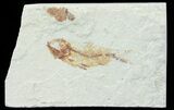 Bargain, Cretaceous Fossil Fish - Lebanon #70010-1